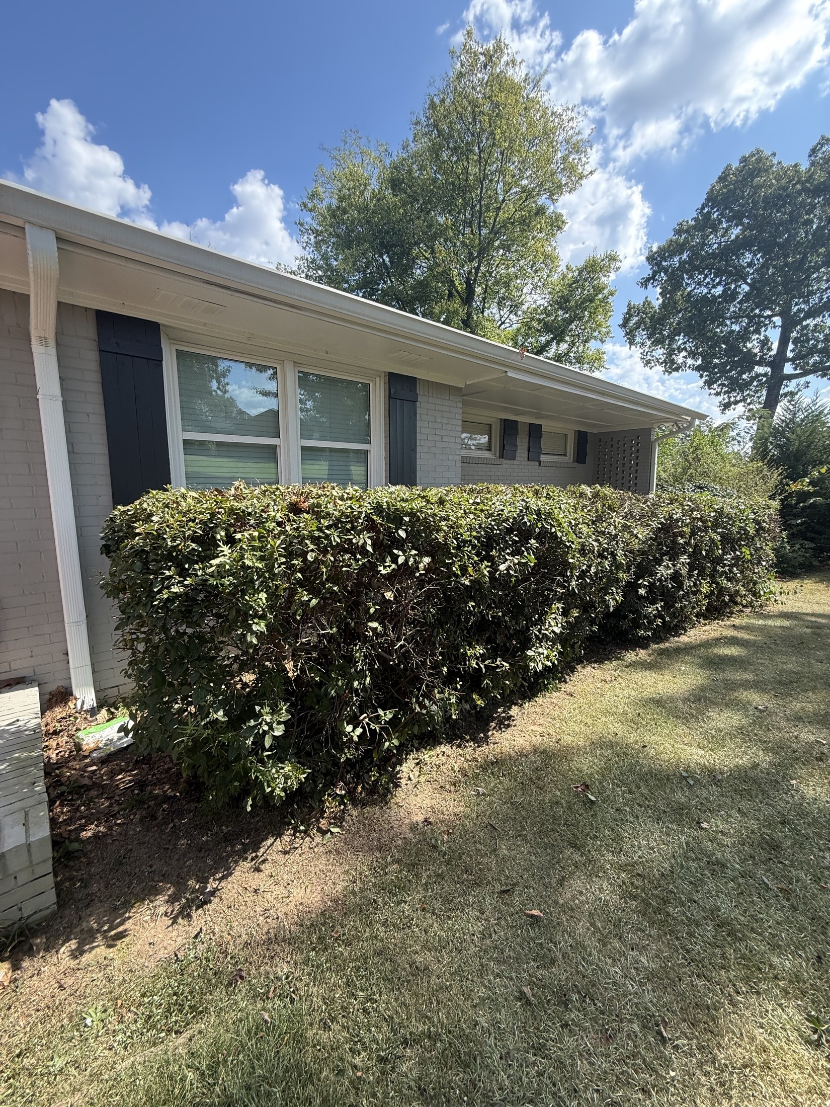 Long residential hedge after trimming from the side