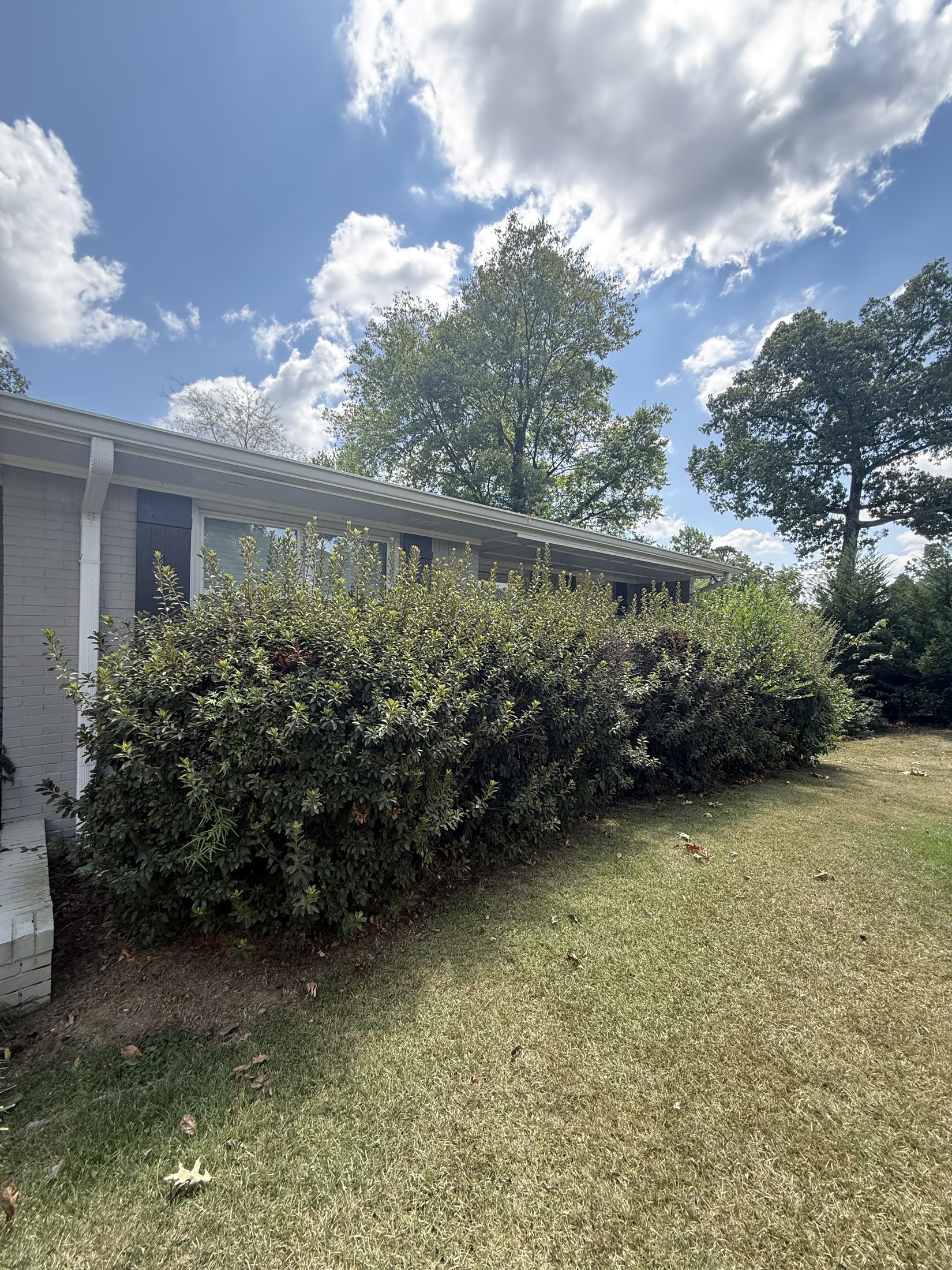 Long residential hedge before trimming from the side