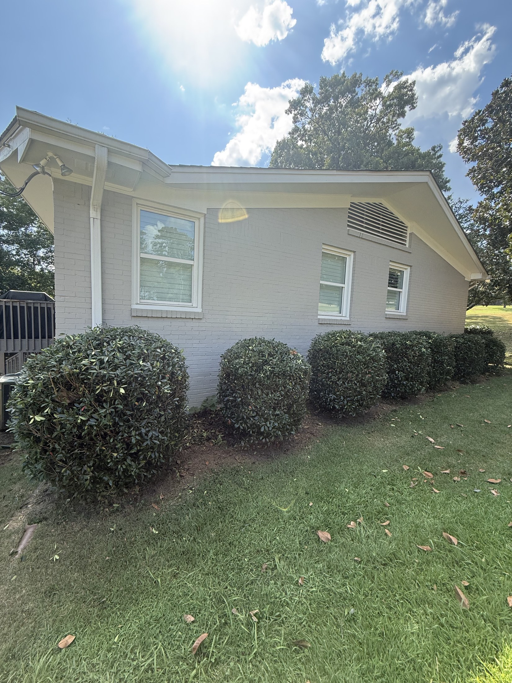 Foundation shrubs after rounded shaping and cleanup