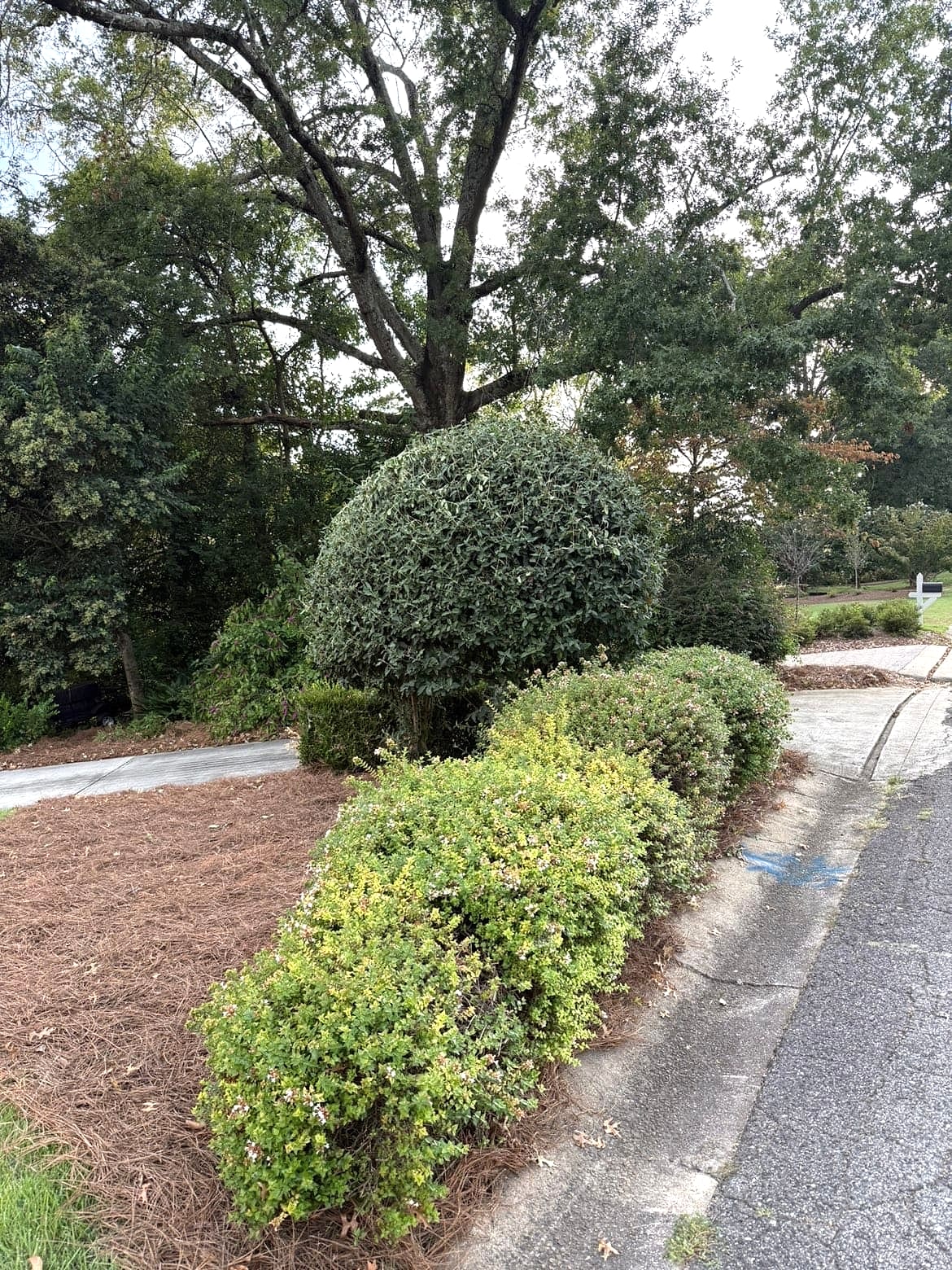 Residential shrubs after shaping and cleanup