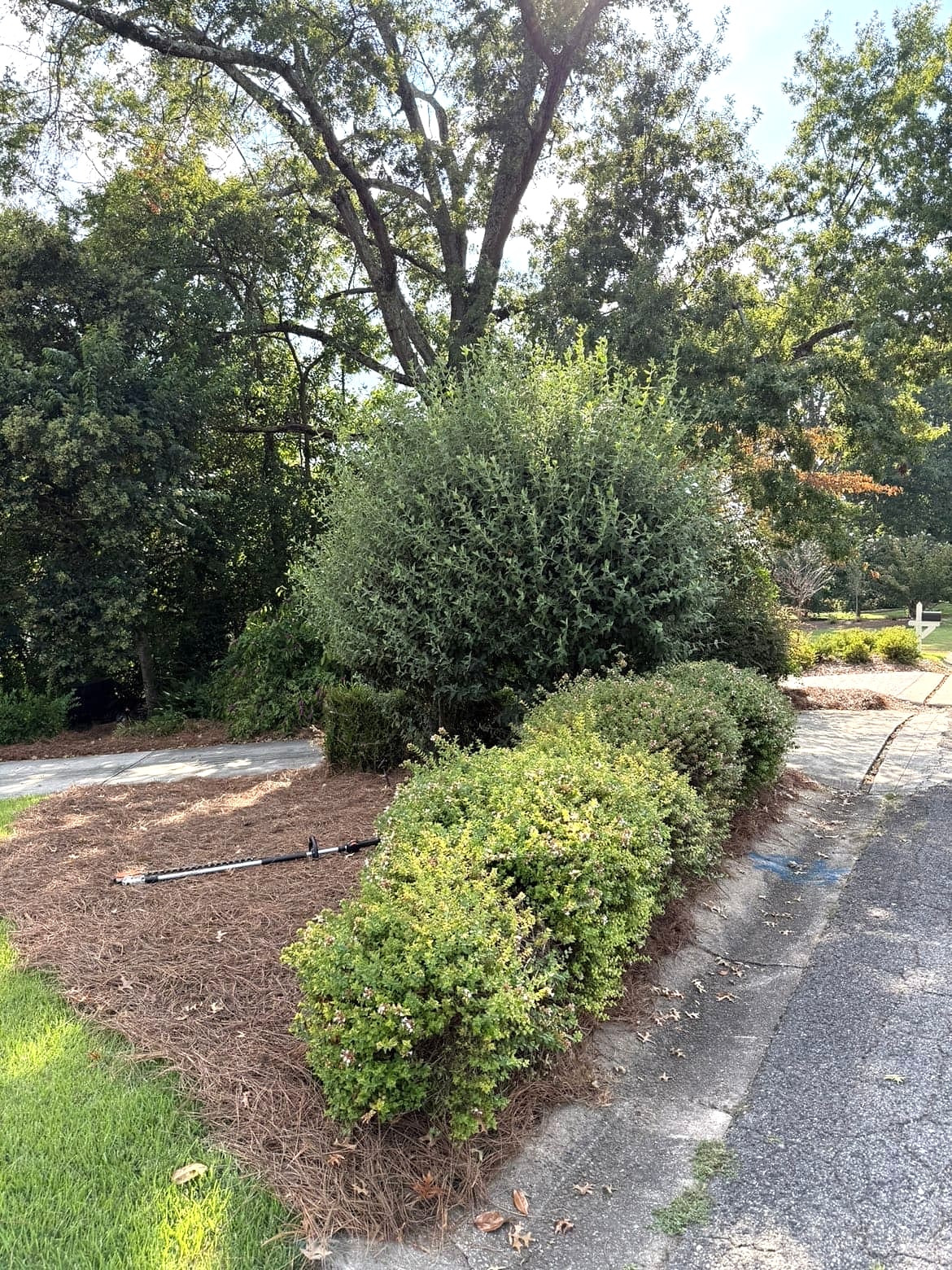 Roadside planting and rounded shrub before trimming
