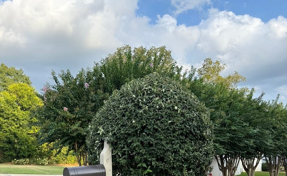 Shrub beside a residential mailbox after trimming