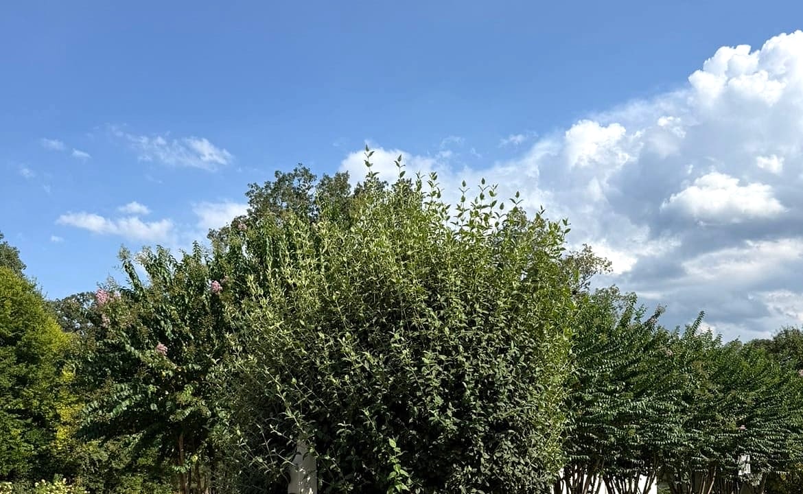 Shrub beside a residential mailbox before trimming