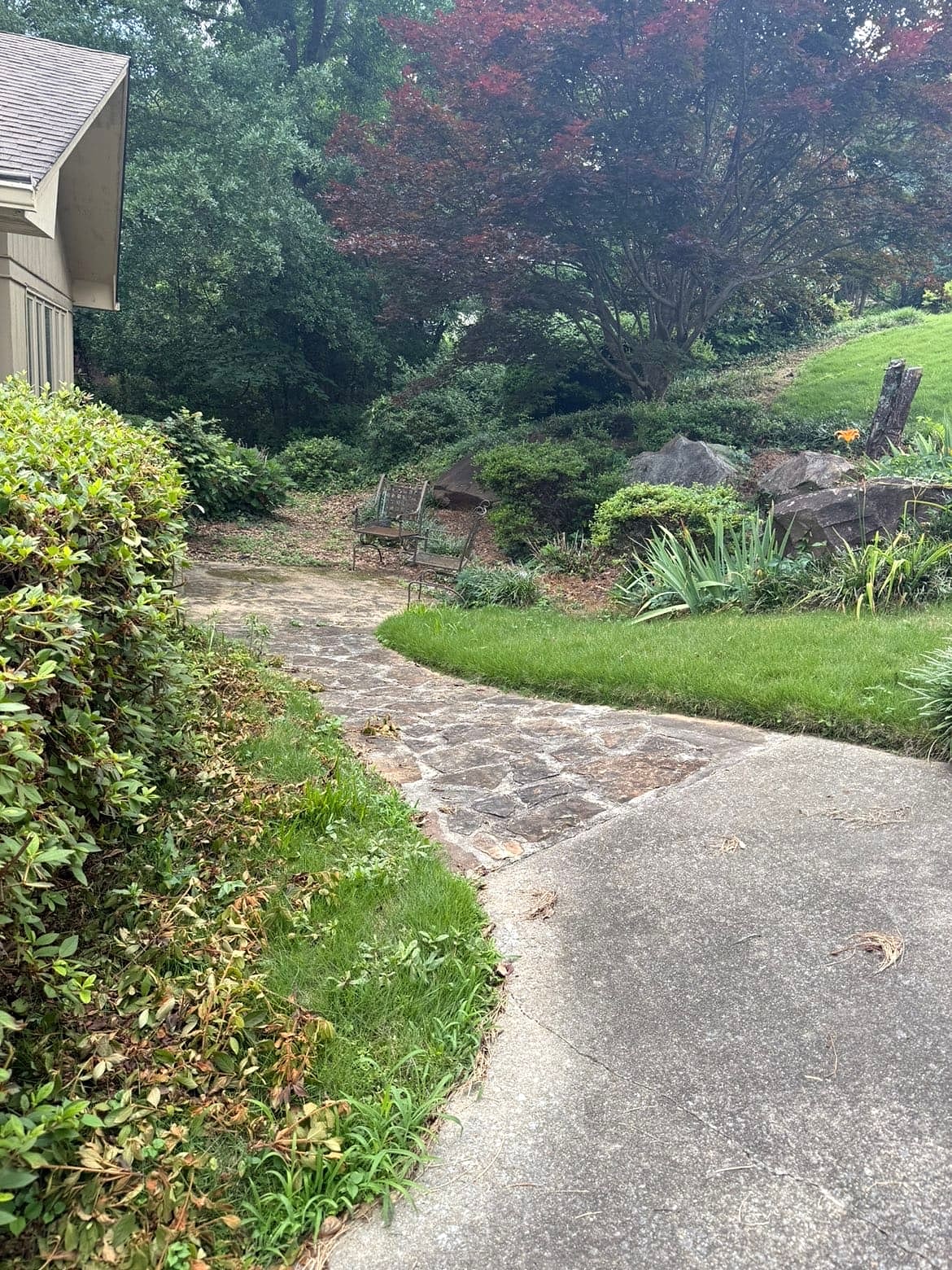 Garden path before cleanup