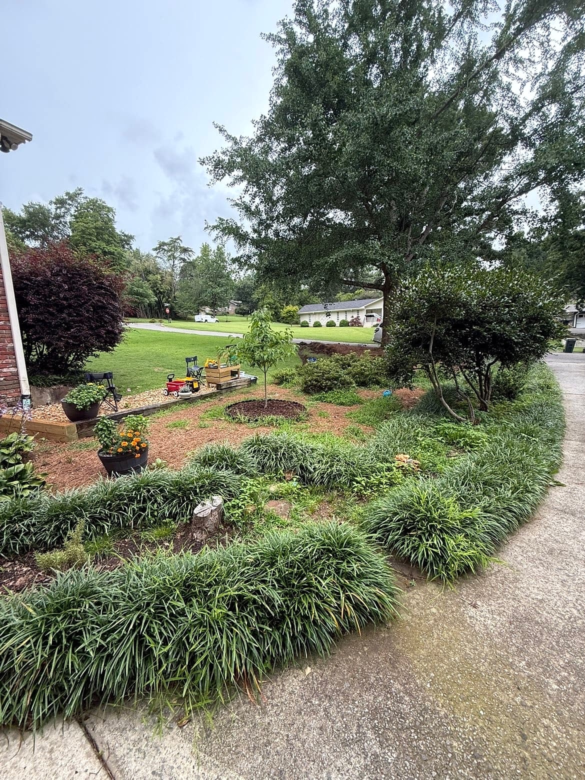 Landscape bed before cleanup and pine straw installation